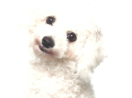 Bolonka Franzuska Zarenhund weiß
