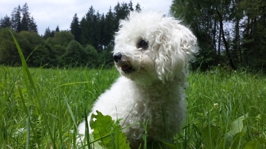 Bolonka Franzuska Zarenhund weiß