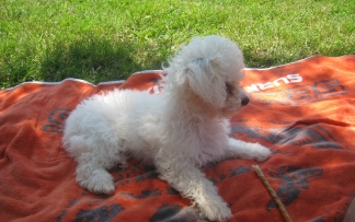 Bolonka Franzuska Zarenhund weiß