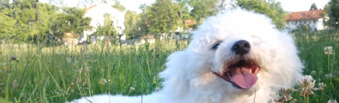 Bolonka Franzuska Zarenhund weiß