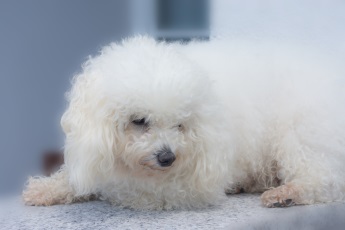 Bolonka Franzuska Zarenhund weiß